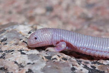 Mole Lizard